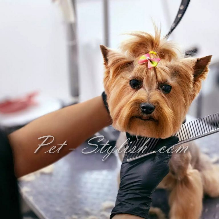 آرایش سگ