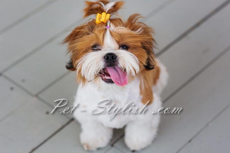 آرایش سگ شیتزو