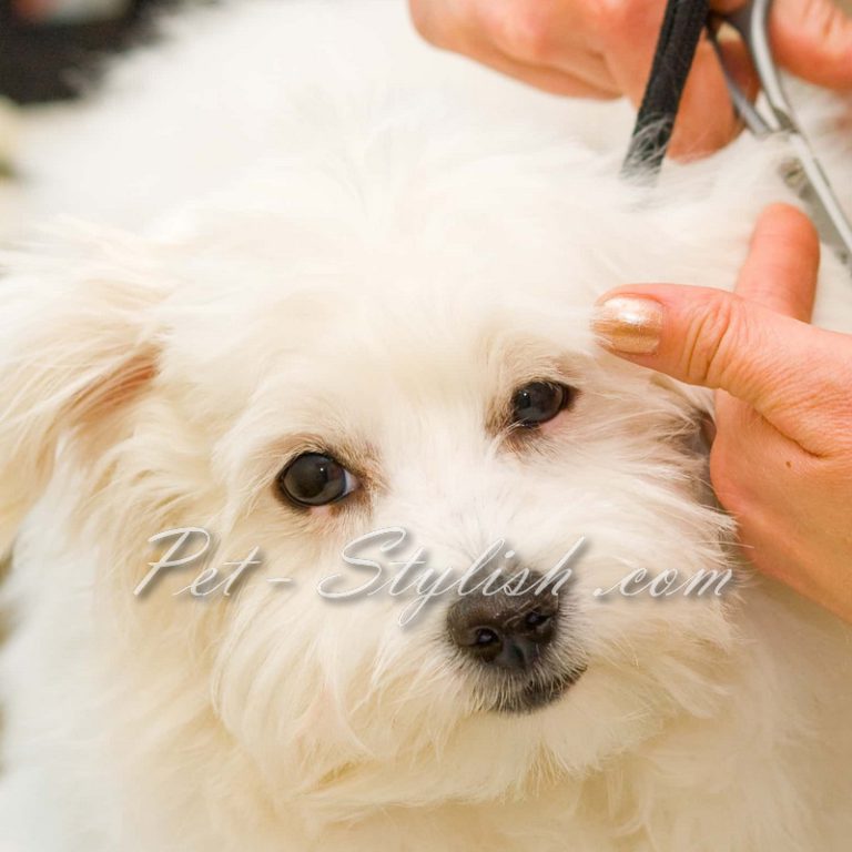 آرایش عروسکی مالتیز