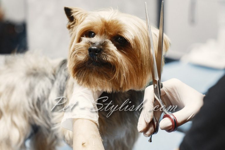 آرایش مدل دار موی سگ