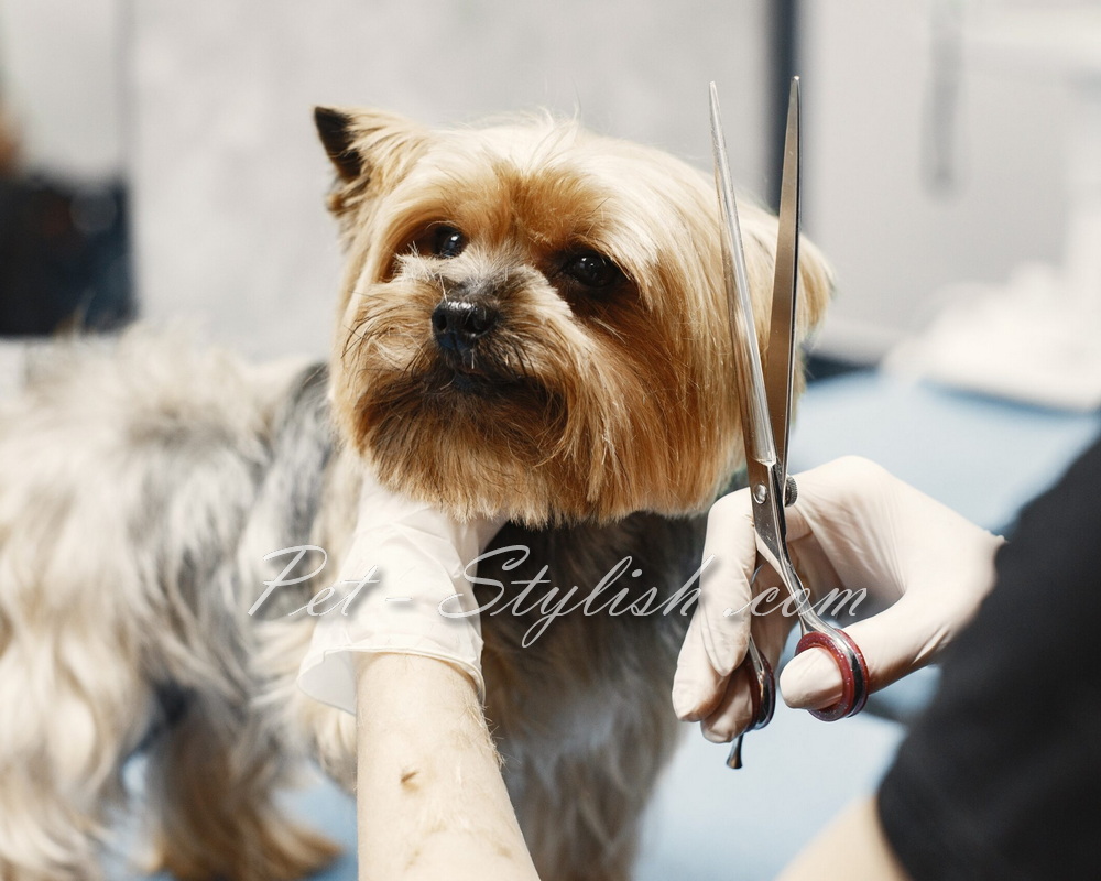 آرایش مدل دار موی سگ