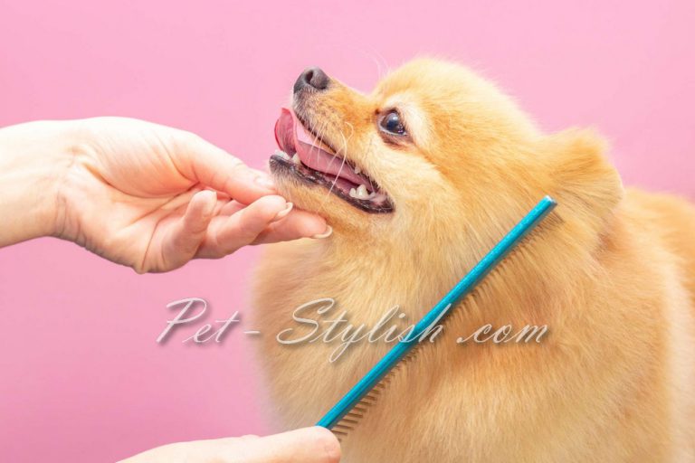 آرایش پامرانین