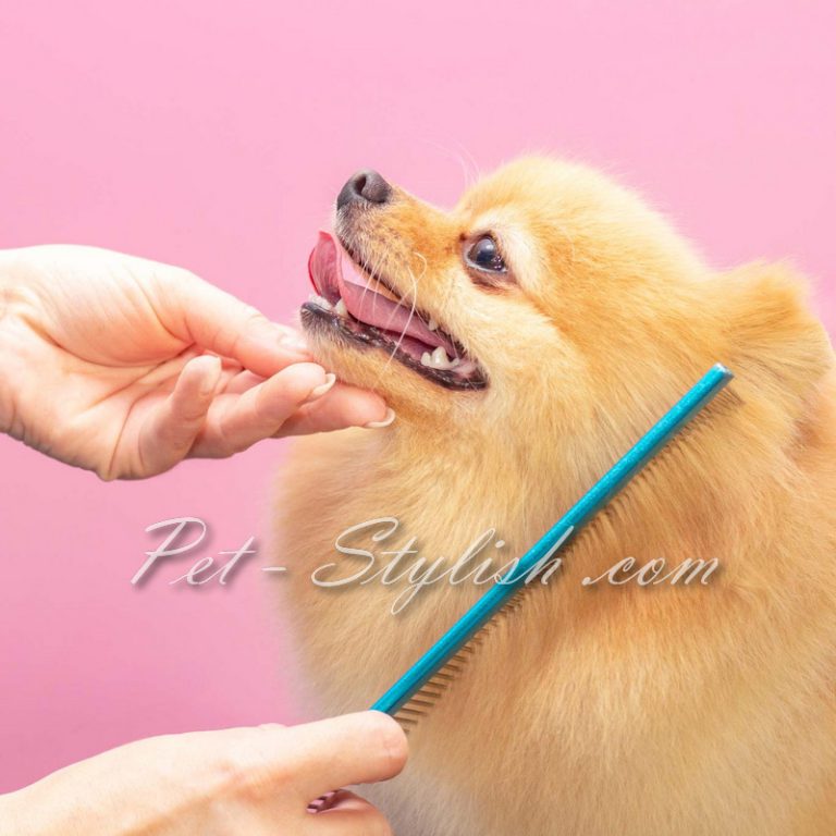 آرایش پامرانین