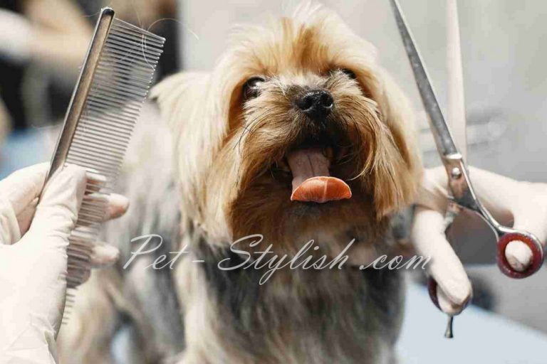 آرایشگاه تخصصی حیوانات خانگی