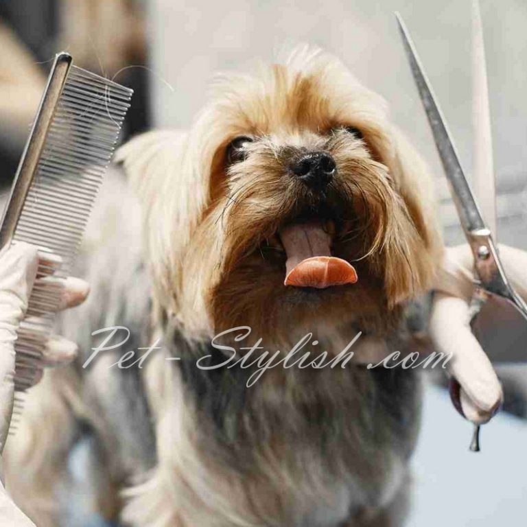 آرایشگاه تخصصی حیوانات خانگی