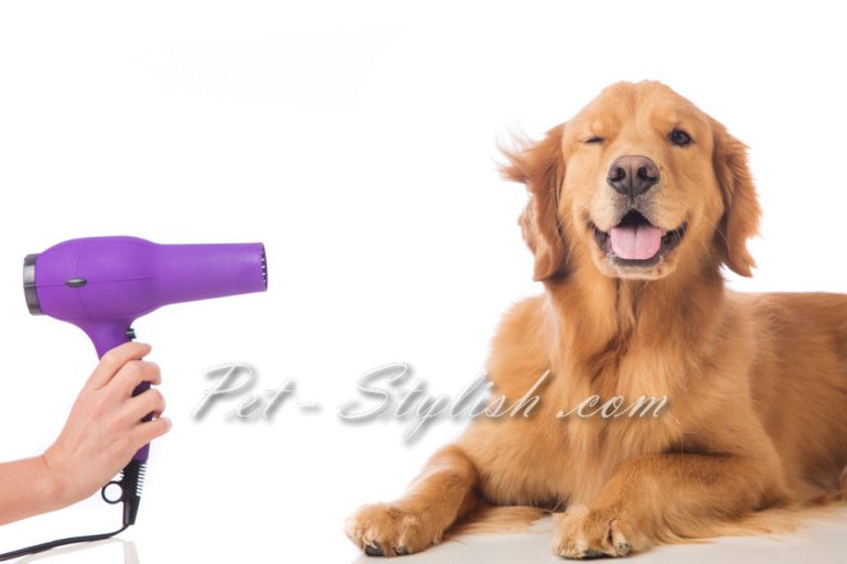 آرایشگاه حیوانات خانگی