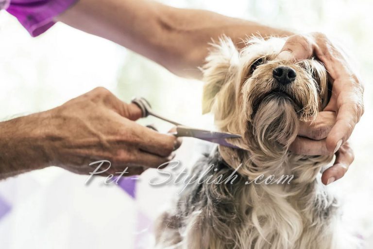 آرایشگاه سگ ارزان در تهران