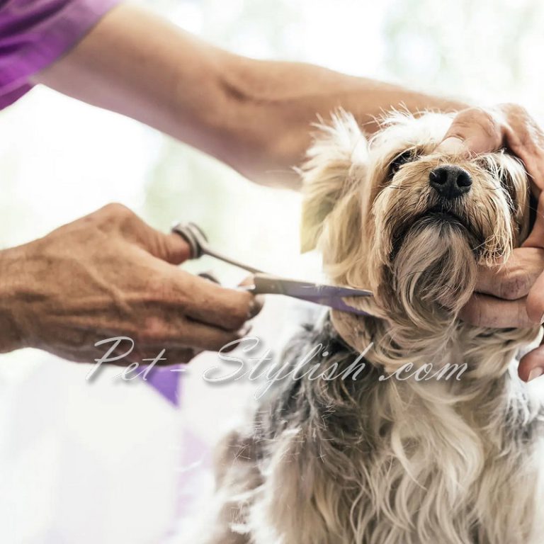 آرایشگاه سگ ارزان در تهران