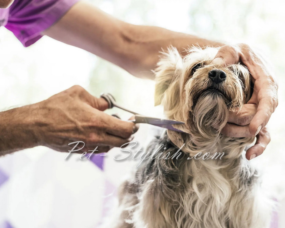 آرایشگاه سگ ارزان در تهران