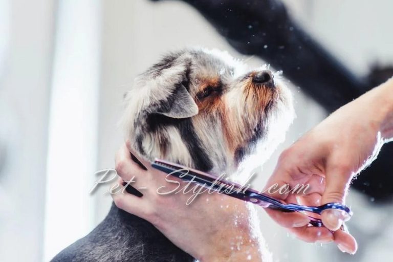 آرایشگر حیوانات خانگی