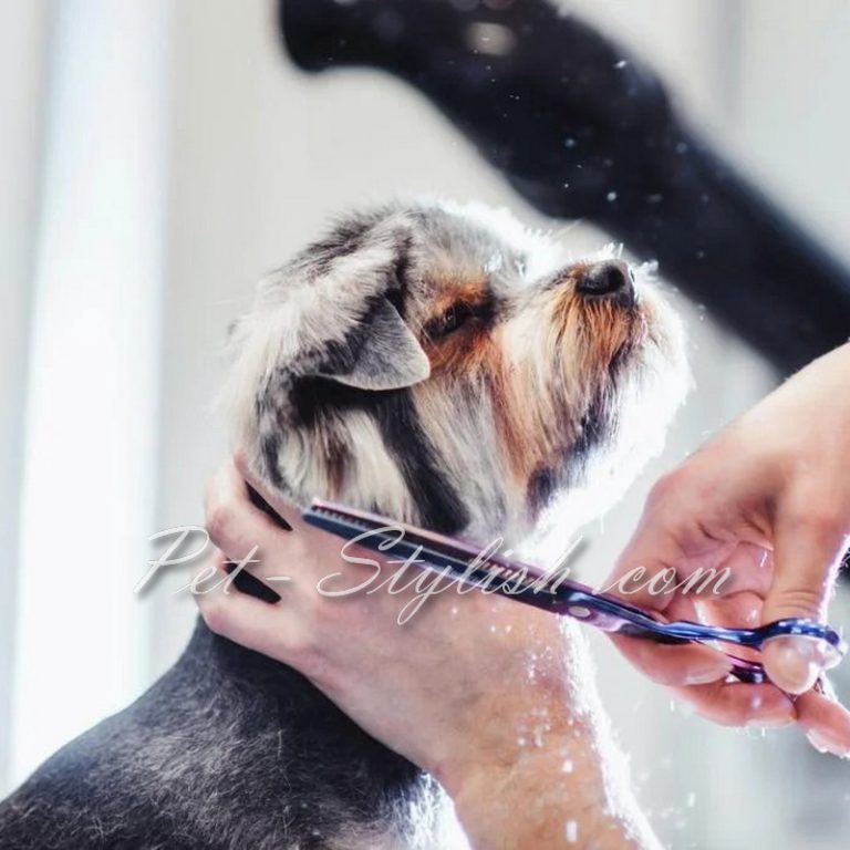 آرایشگر حیوانات خانگی