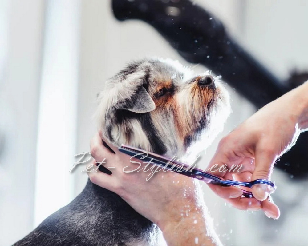 آرایشگر حیوانات خانگی