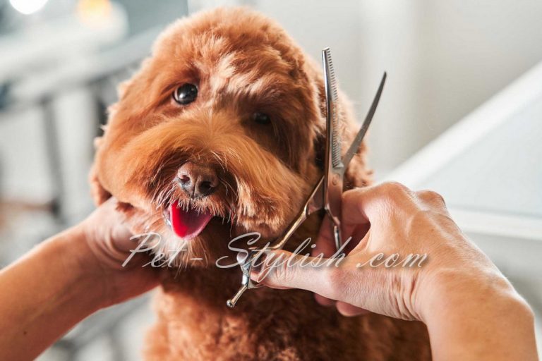 استایل موی سگ و گربه