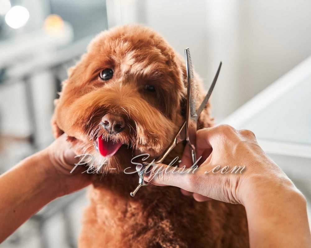 استایل موی سگ و گربه