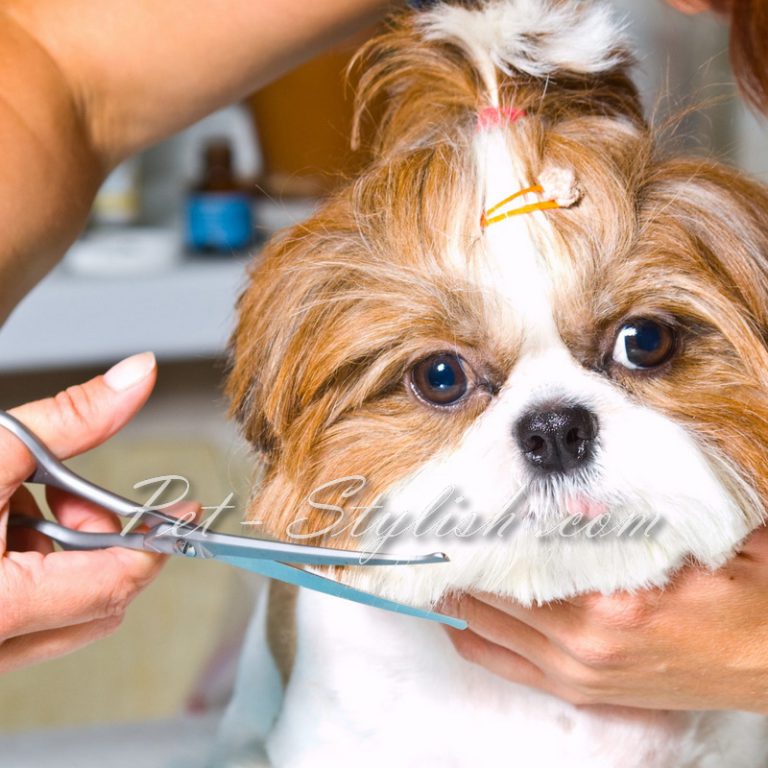 اصلاح موی شیتزو