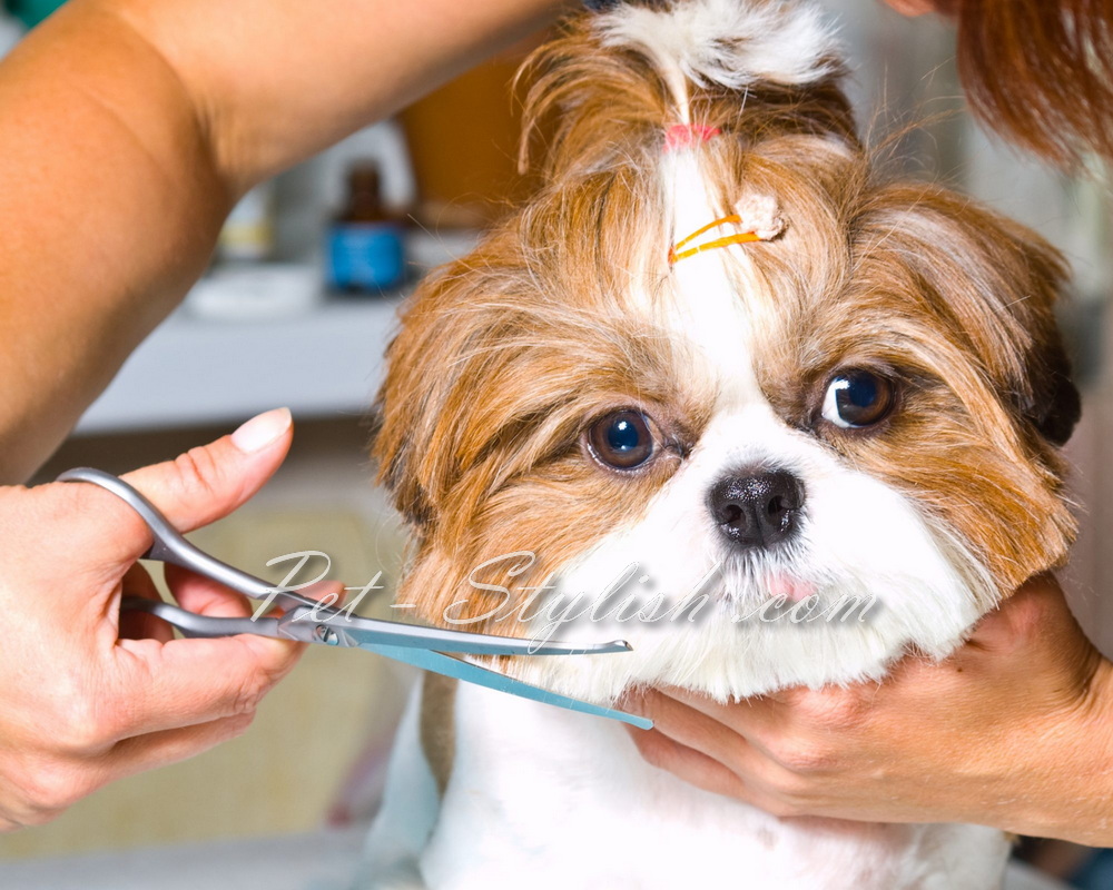 اصلاح موی شیتزو