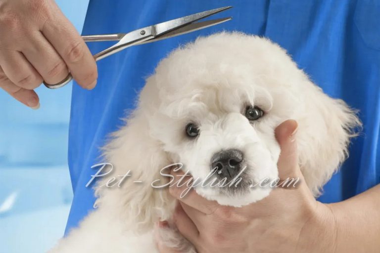 بهترین آرایشگاه حیوانات پونک