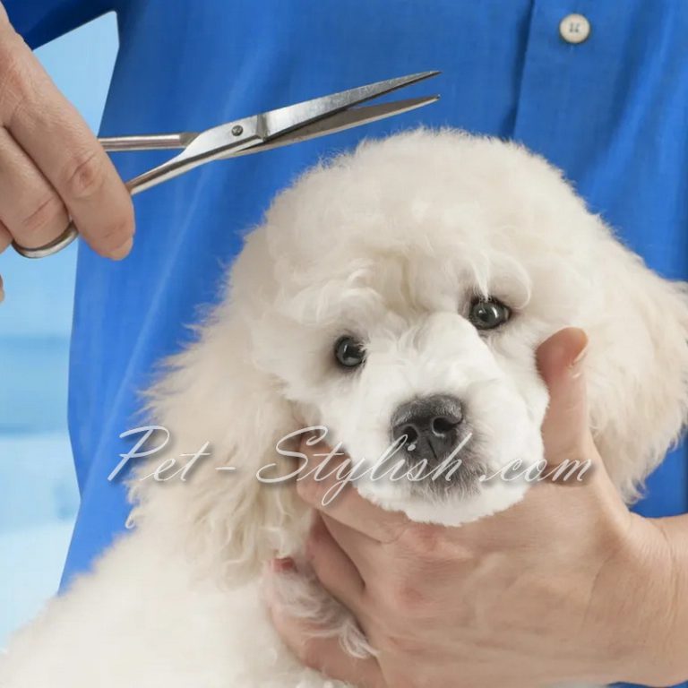 بهترین آرایشگاه حیوانات پونک