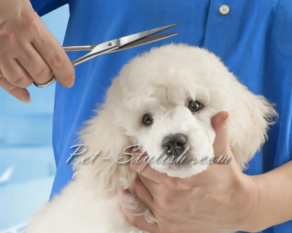 بهترین آرایشگاه حیوانات پونک