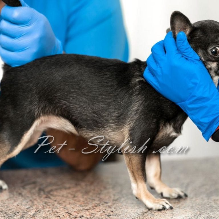 تخلیه کیسه مقعدی سگ