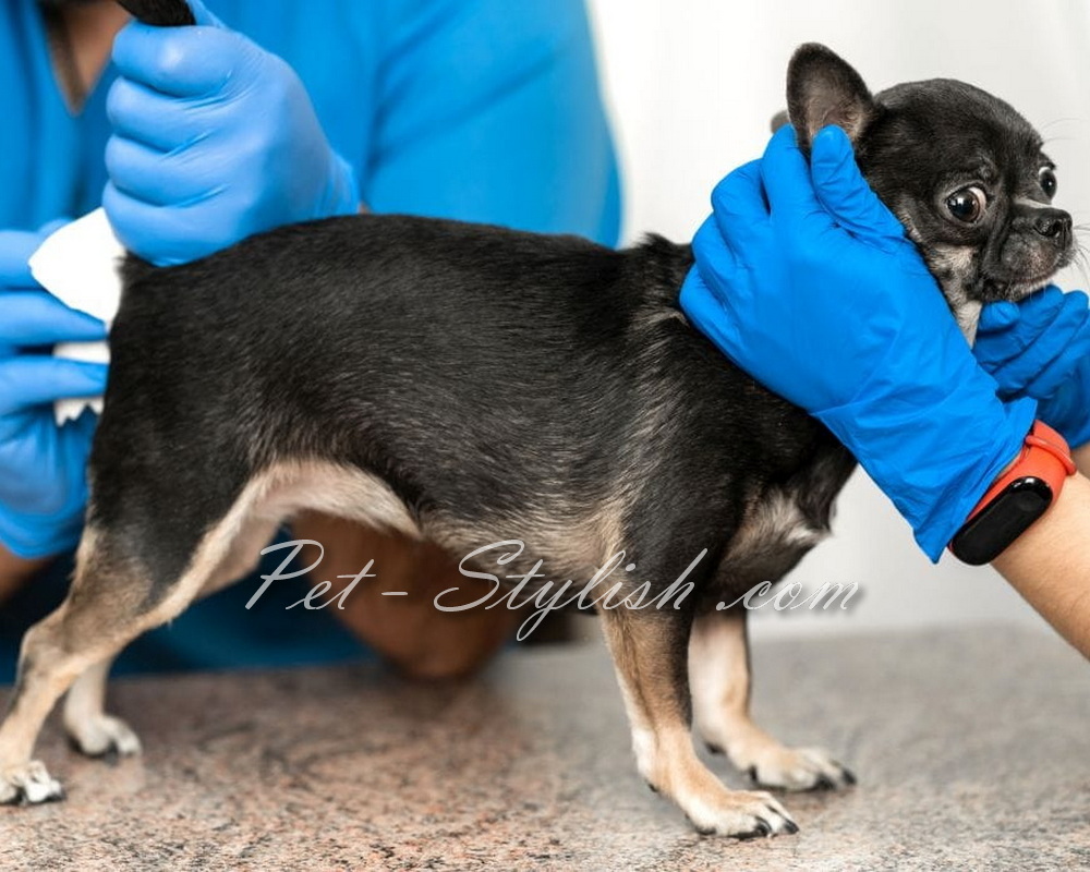 تخلیه کیسه مقعدی سگ