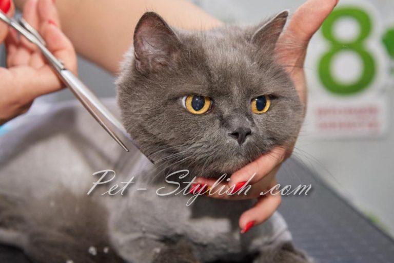 تمیزترین آرایشگاه حیوانات