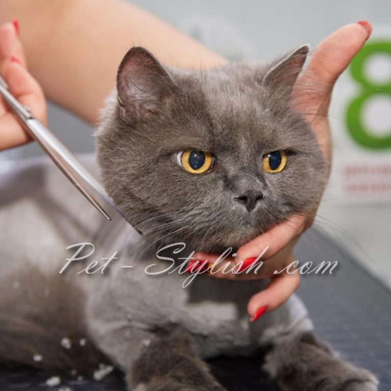 تمیزترین آرایشگاه حیوانات