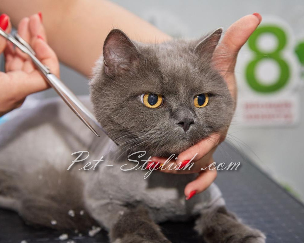 تمیزترین آرایشگاه حیوانات