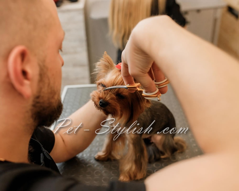 خدمات گرومینگ حیوانات