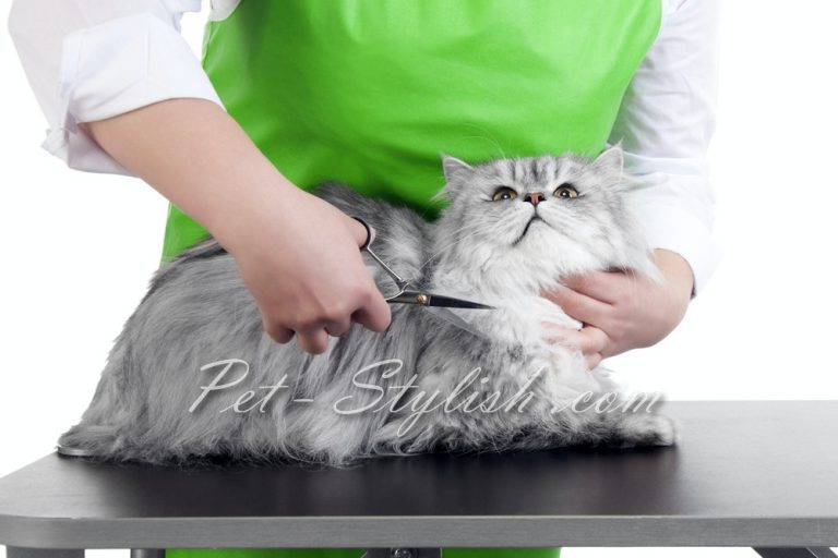 سلمانی گربه