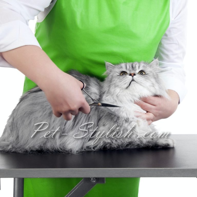 سلمانی گربه