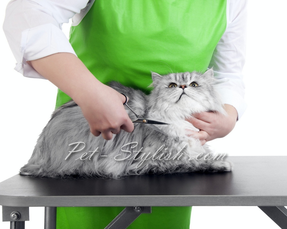 سلمانی گربه