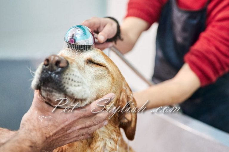 شستشوی حیوانات خانگی