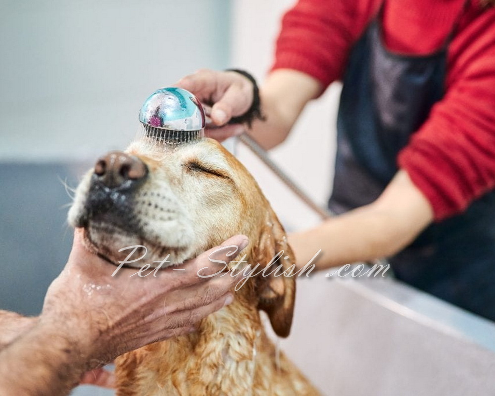 شستشوی حیوانات خانگی