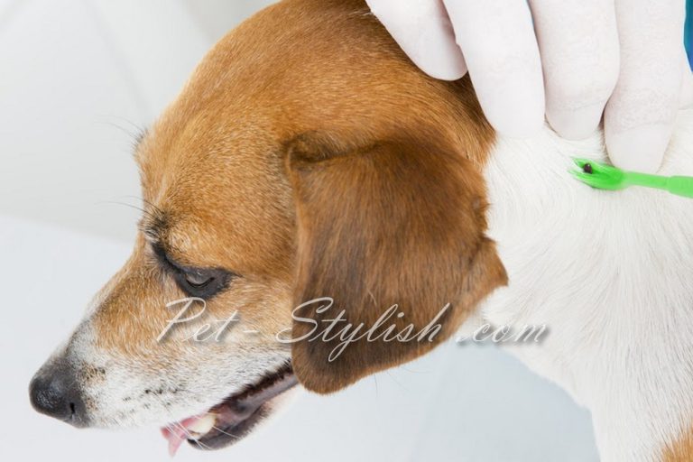 شستشوی درمانی کک و کنه