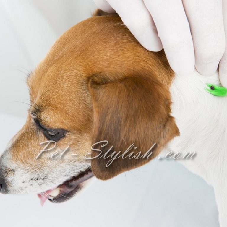 شستشوی درمانی کک و کنه