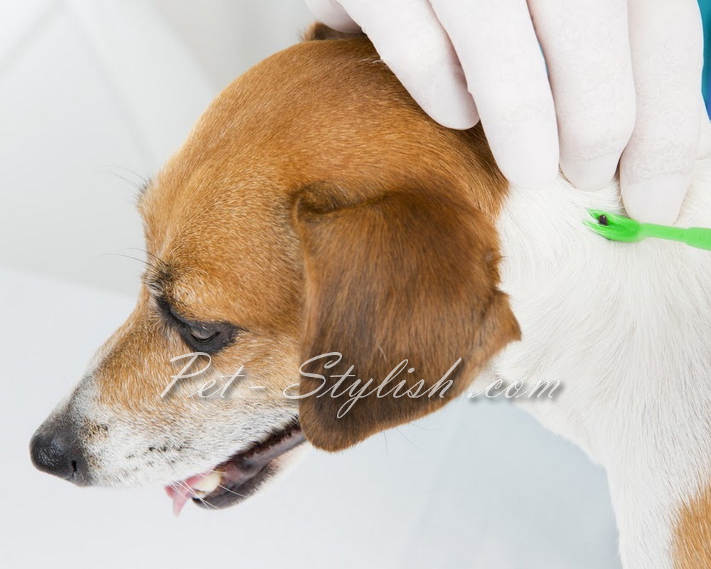 شستشوی درمانی کک و کنه