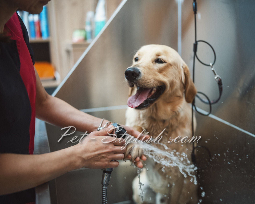 شستشوی سگ