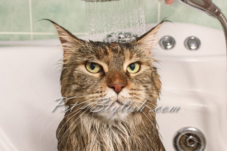 شستن و حمام کردن گربه