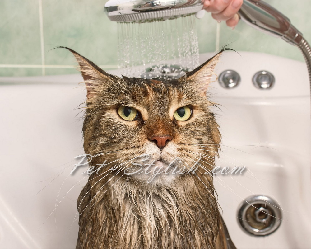 شستن و حمام کردن گربه