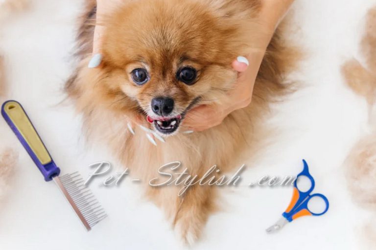 قیمت آرایش سگ