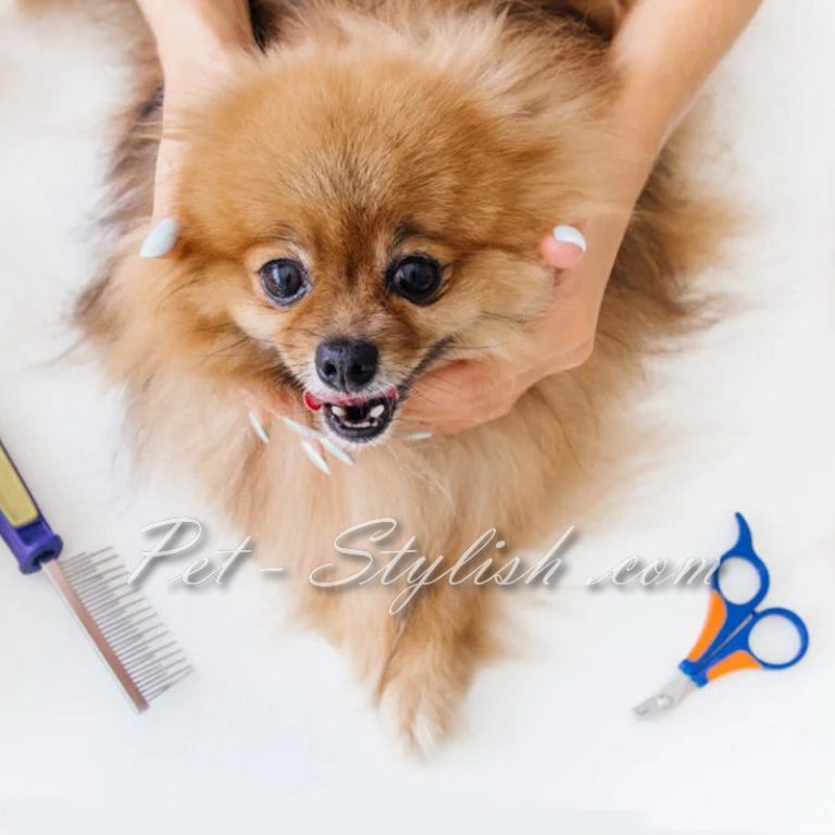 قیمت آرایش سگ