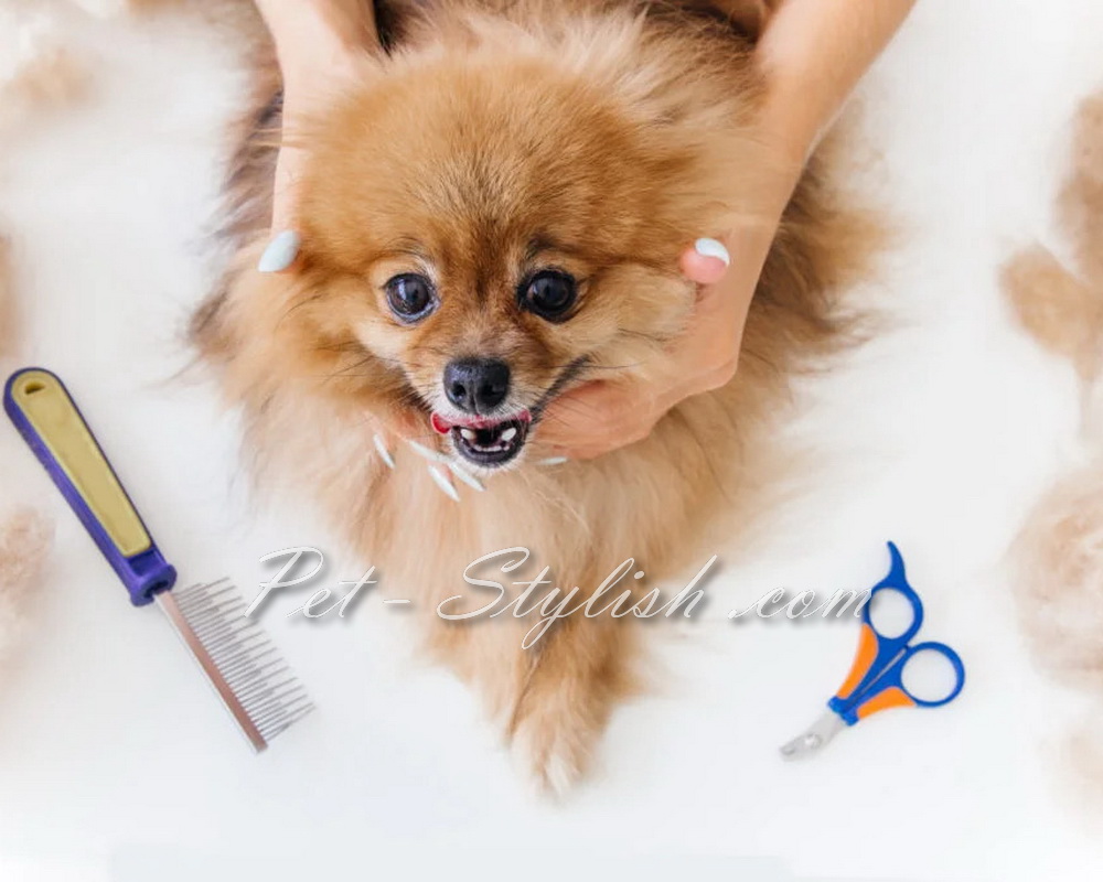 قیمت آرایش سگ