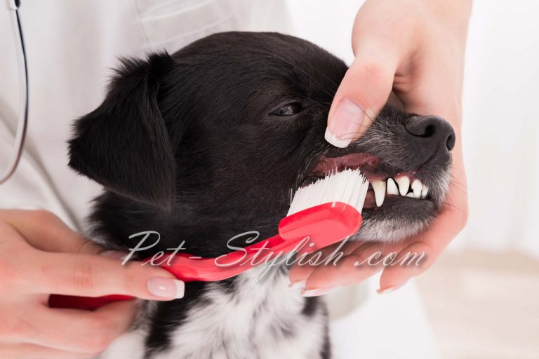 مسواک زدن برای حیوانات