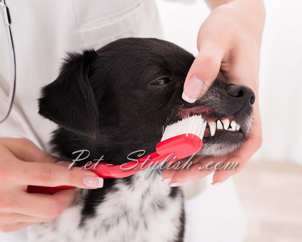 مسواک زدن برای حیوانات