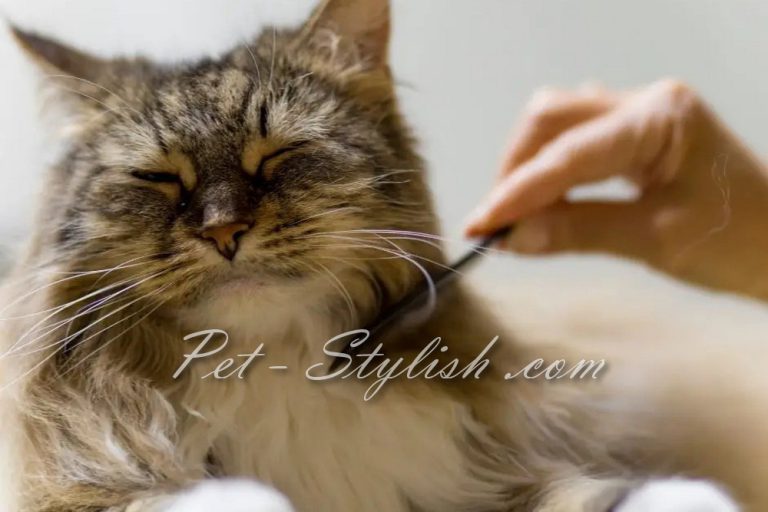 نوک گیری موی گربه