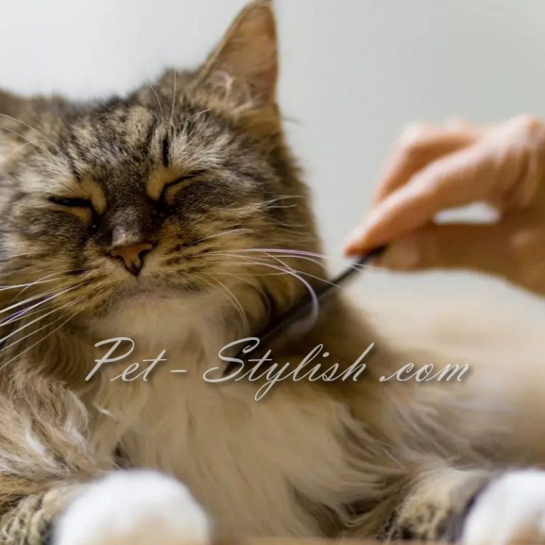 نوک گیری موی گربه