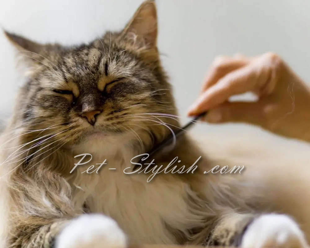 نوک گیری موی گربه