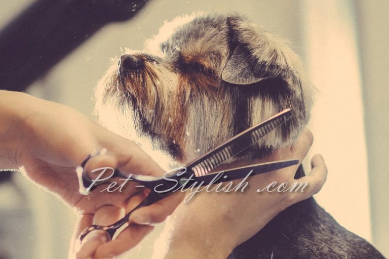 پت گرومر غرب تهران