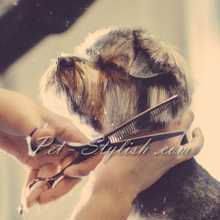 پت گرومر غرب تهران